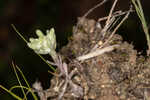 Bighead pygmycudweed